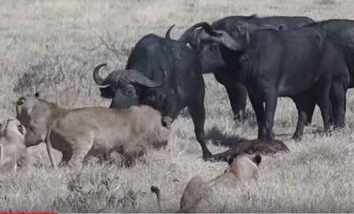 CLIP: Đàn trâu rừng "bất lực" nhìn sư tử ăn thịt con non