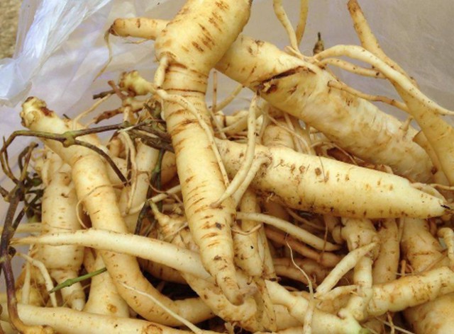 Độc đáo cây thuốc quý đảng sâm, sử dụng rộng rãi ở Việt Nam