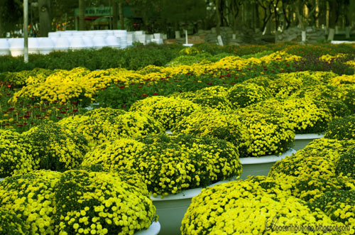 Đồng Tháp: Cúc mâm xôi trúng mùa, trúng giá trong dịp Tết