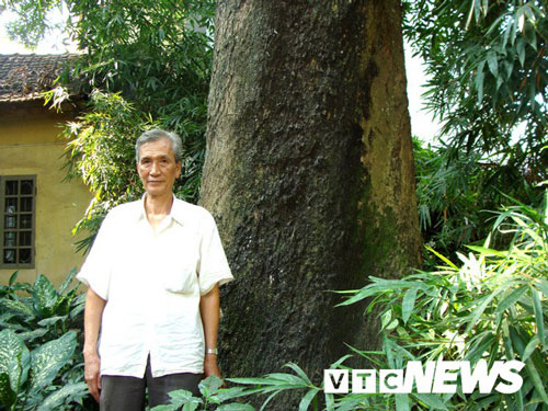 Bí ẩn sự ‘đột tử’ liên tục của 8 ‘cụ’ muỗm ngàn tuổi ở một ngôi đền tại Hà Nội