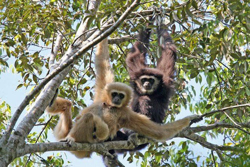 ‘Bật mí’ những sự thật ít biết về tiếng hót của loài vượn