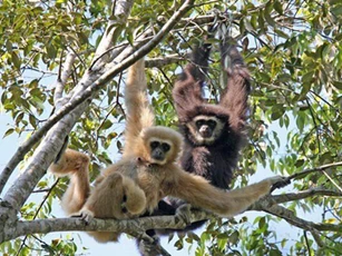 ‘Bật mí’ những sự thật ít biết về tiếng hót của loài vượn