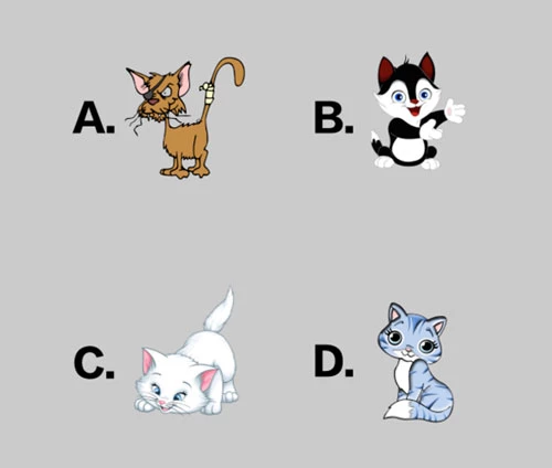 Bạn chọn con mèo nào?