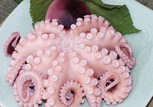 "Soi" loài bạch tuộc Mada rất được yêu thích tại Việt Nam