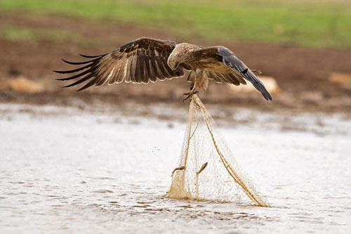 Chim diều lửa táo bạo cướp cá của ngư dân