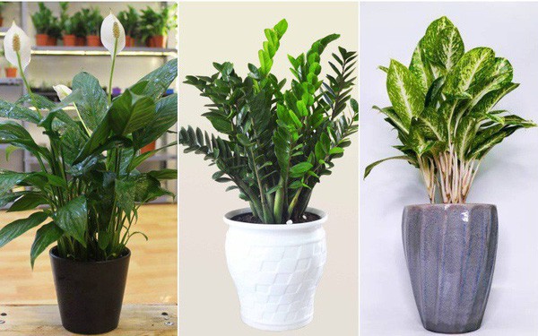 5 loại cây “ăn tiền thiên hạ” đặt phòng khách hút tài lộc cực đỉnh