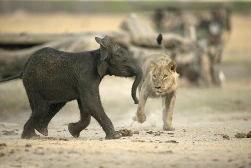 Voi con tội nghiệp chết thảm dưới hàm sư tử