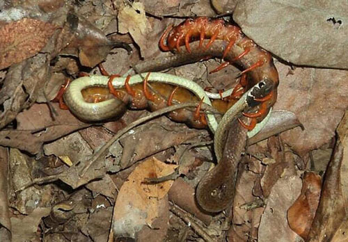 Rắn hổ ngựa giãy giụa mong thoát khỏi chính con mồi mà mình định nuốt vào