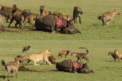Sư tử bị bầy linh cẩu cướp mồi.