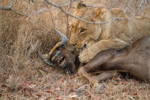 Cái kết đau lòng của linh dương đầu bò khi đối đầu với sư tử