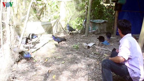 Ở những nơi này dân nuôi loài chim biết giữ nhà, bán 1,5 triệu/con