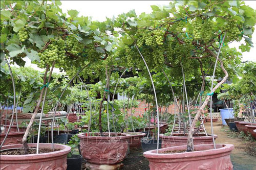 Nho cảnh Ninh Thuận hút hàng dịp Tết