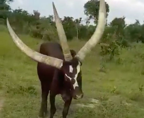 Kỳ lạ chú bò có 3 sừng siêu dài