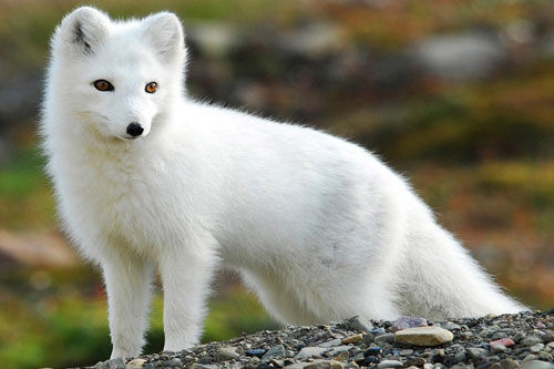 Khám phá 5 loài động vật tuyệt đẹp chỉ có ở Bắc Cực