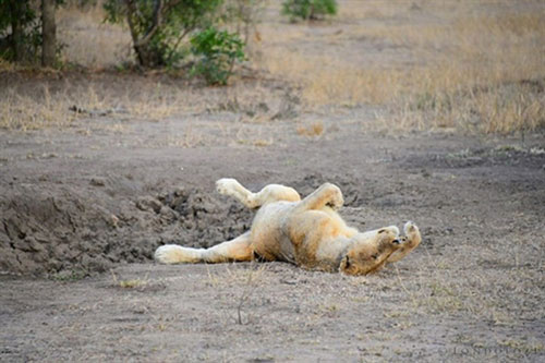 Khiếp đảm sư tử ăn thịt tê tê như nhai "bóng sắt"