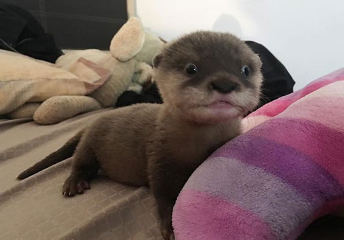 Mải mê ngắm khoảnh khắc “đốn tim” của rái cá đáng yêu