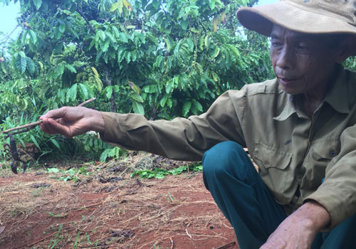 Theo chân người dân vào rẫy cà phê săn lùng loài vật nhỏ xíu nhưng cực độc