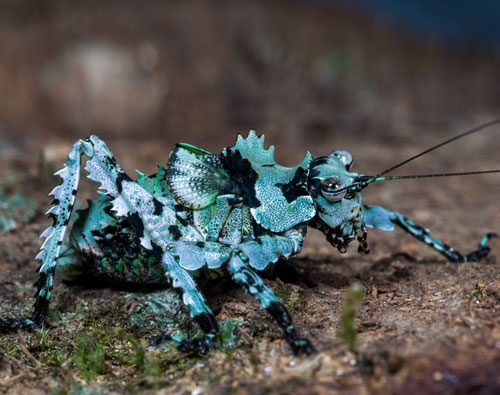 Thế giới côn trùng Việt Nam qua ảnh