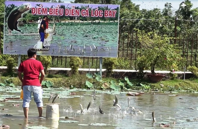 Mãn nhãn với cánh đồng hoa hồng có biểu diễn cá lóc bay - Ảnh 2.