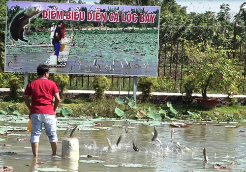 Mãn nhãn với cánh đồng hoa hồng có biểu diễn cá lóc bay