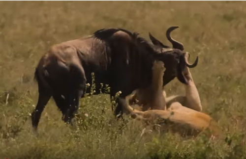 CLIP: Mẹ con linh dương chạm mặt sư tử và cái kết