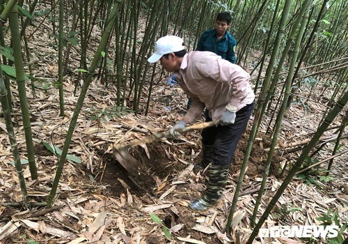 Kỳ thú chuyện săn lùng loài chuột khổng lồ trong rừng phía tây Yên Tử