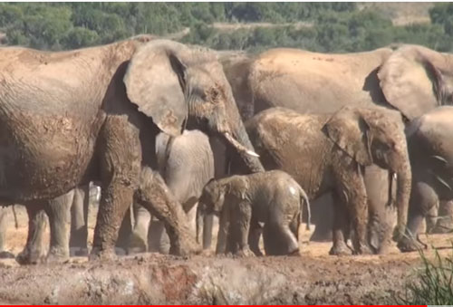 CLIP: Đàn voi giải cứu con non bị mắc lầy