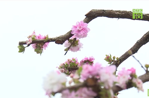 Hà Nội: Thành làng tỷ phú nhờ trồng mai trắng