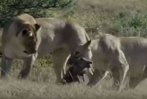 CLIP: Đàn sư tử "hành hạ lợn bướu trước khi đoạt mạng