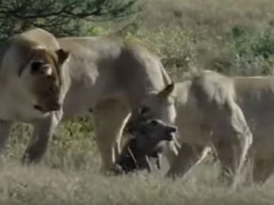CLIP: Đàn sư tử "hành hạ lợn bướu trước khi đoạt mạng