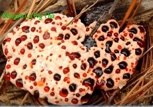 CLIP: 'Chạy ngay đi' nếu bạn gặp những loài nấm này trong vườn