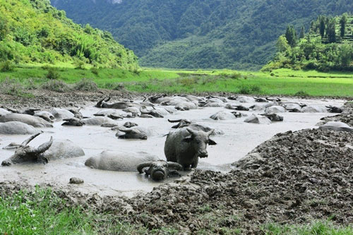 Ngỡ ngàng trước cảnh hàng trăm trâu rừng tắm bùn uyên ương