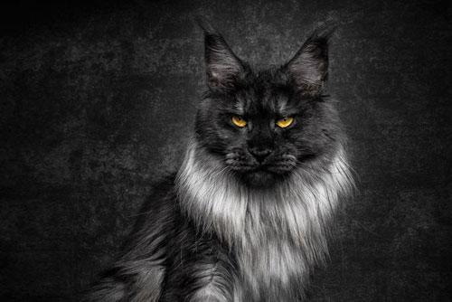 Mê mẩn trước vẻ đẹp của giống mèo huyền thoại thuần chủng nhất