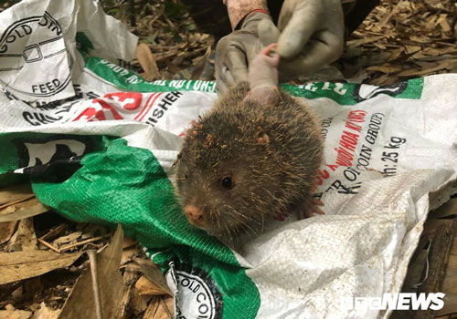 Cuộc đấu trí với loài chuột khổng lồ tinh khôn và ước mong làm giàu của những thợ săn