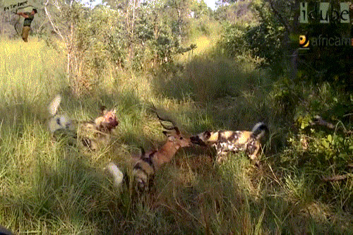 'Kinh hoàng' cảnh chó hoang 'ăn sống nuốt tươi' linh dương