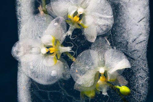 Vẻ đẹp khó tin của những bông hoa bị đông lạnh