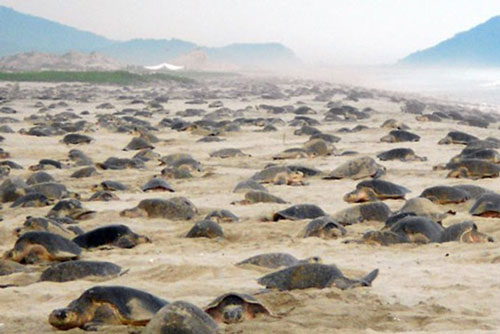 Hàng nghìn con rùa Golfinas “đổ bộ” vào bờ biển Mexico