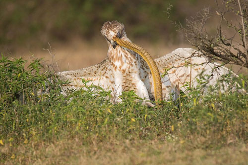 Màn đối đầu ngoạn mục giữa đại bàng và rắn độc