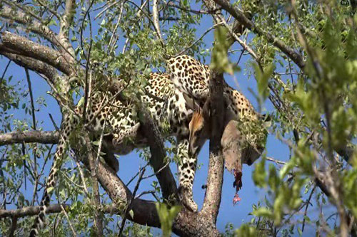 Báo đốm trèo tót lên cây khi phát hiện linh cẩu rình rập