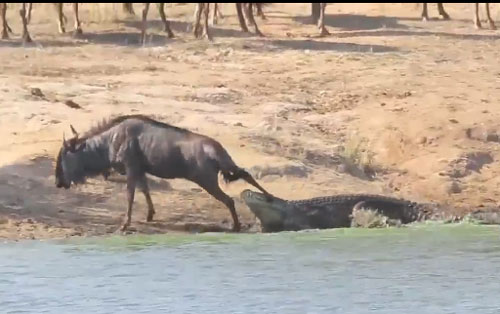 CLIP: Hà mã giải cứu linh dương đầu bò thoát khỏi hàm răng cá sấu 
