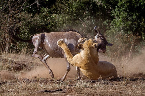Khiếp cảnh sư tử cái một mình giết gọn hai linh dương