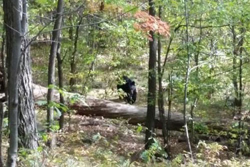 Thanh niên bị quật chết khi cố gắng chụp ảnh gấu