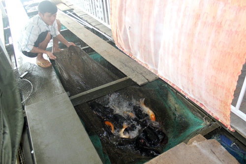 Nuôi cá hô đặc sản trong bè, cuối năm nông dân hốt bạc, ăn Tết to