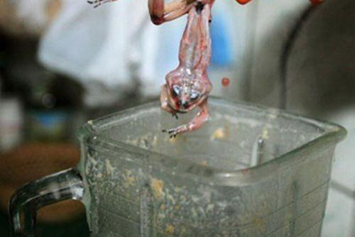 Rợn người với món sinh tố bằng... ếch sống