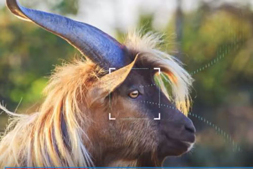 CLIP: Những sự thật thú vị mà không phải ai cũng biết