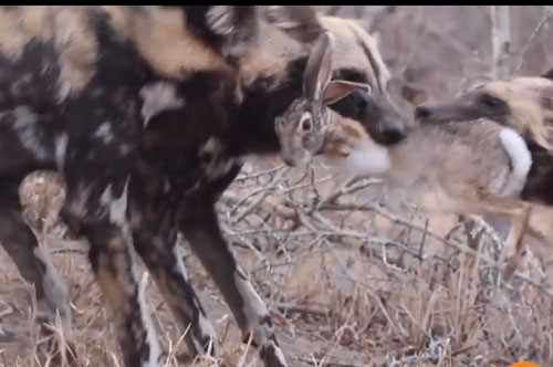 CLIP: Thỏ rừng tan xương nát thịt khi chạm mặt đàn chó hoang