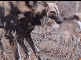 CLIP: Thỏ rừng tan xương nát thịt khi chạm mặt đàn chó hoang