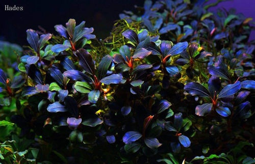 Giải mã cây “bóng ma” tiền triệu khiến nhiều người phát cuồng