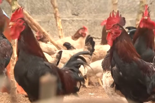 Hà Nội: Từ hộ nghèo trở thành tỷ phú nhờ nuôi gà mía