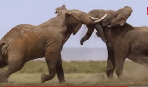 CLIP: 2 con voi rừng đại chiến giành "quyền lực"